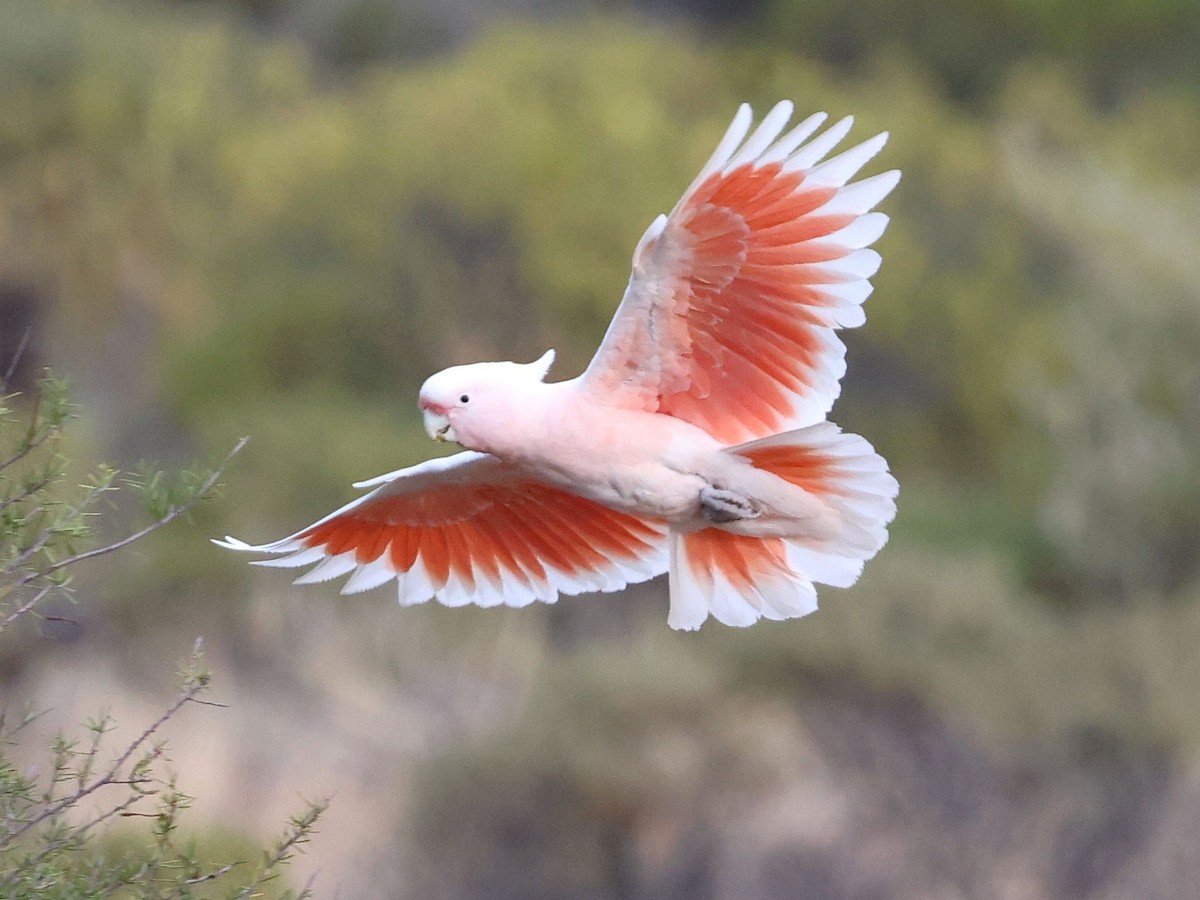 kakadu inka - ML644170601