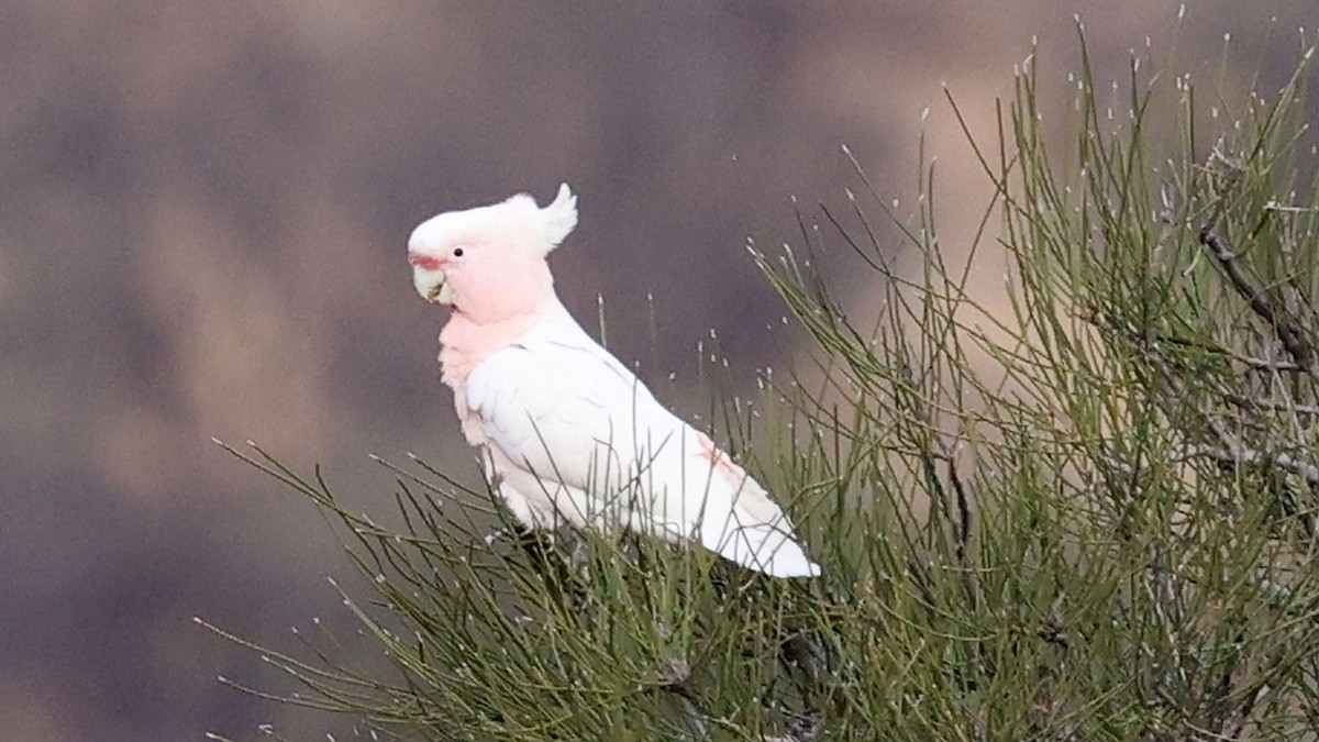 kakadu inka - ML644170602