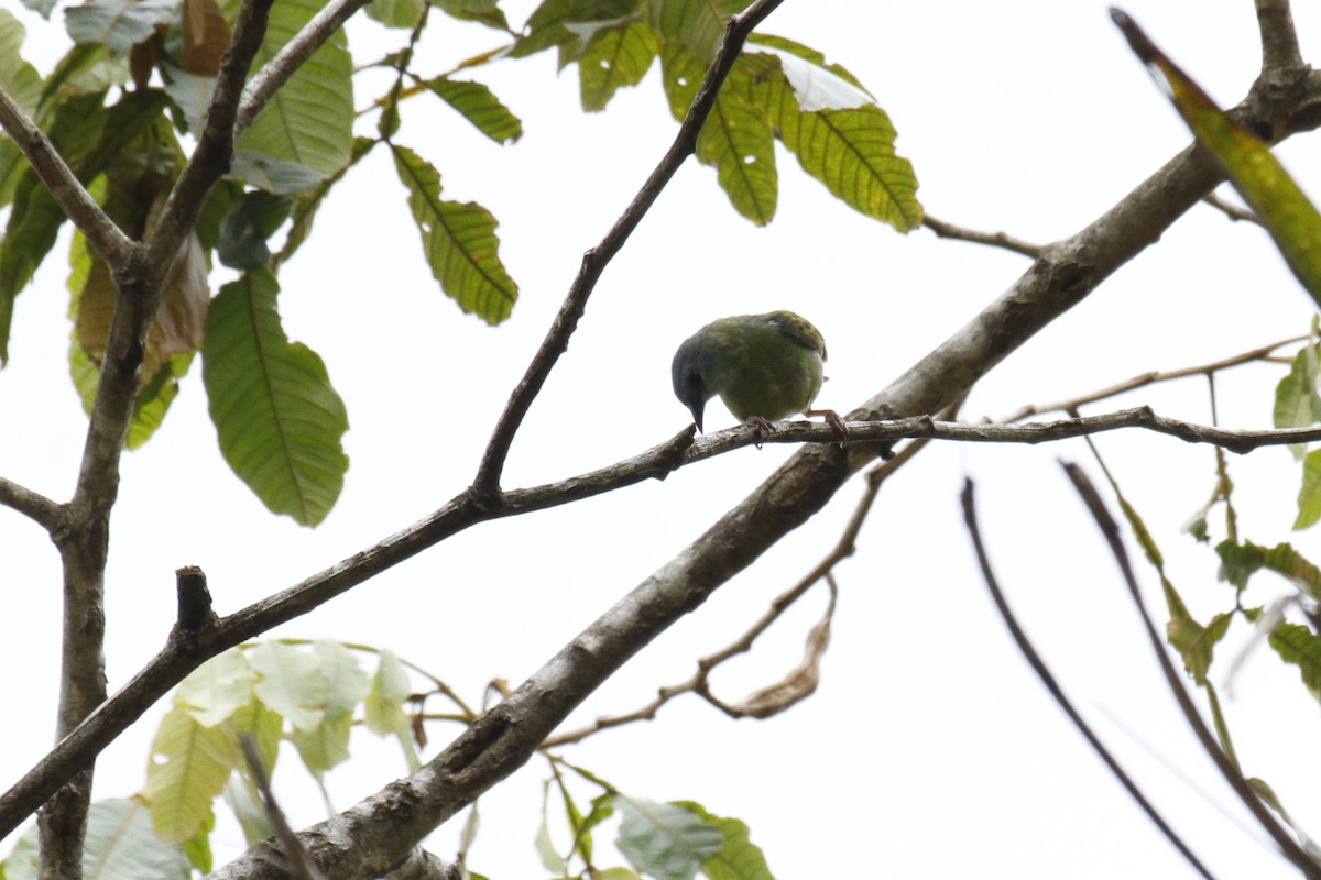 Blue Dacnis - ML644170618