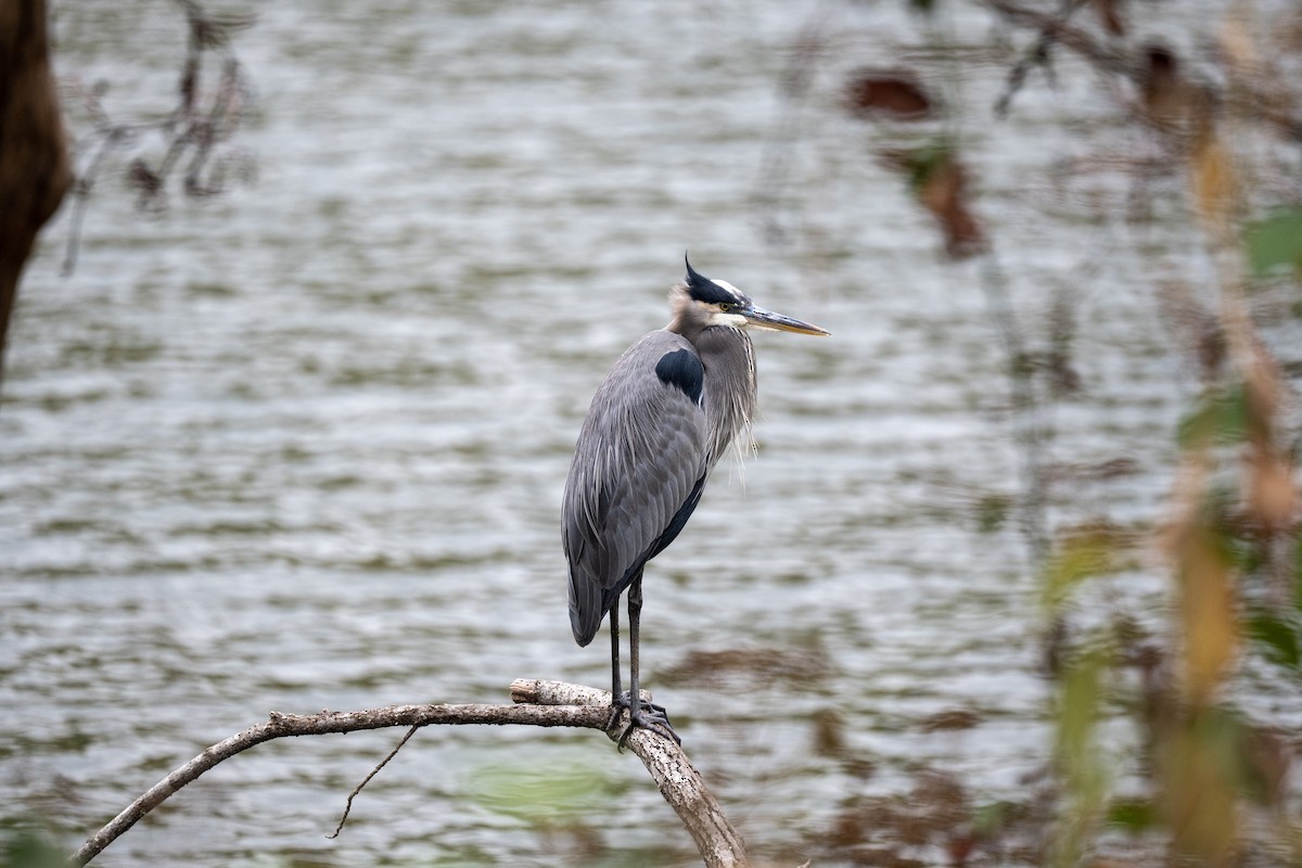 Koartza hauskara amerikarra - ML644170623