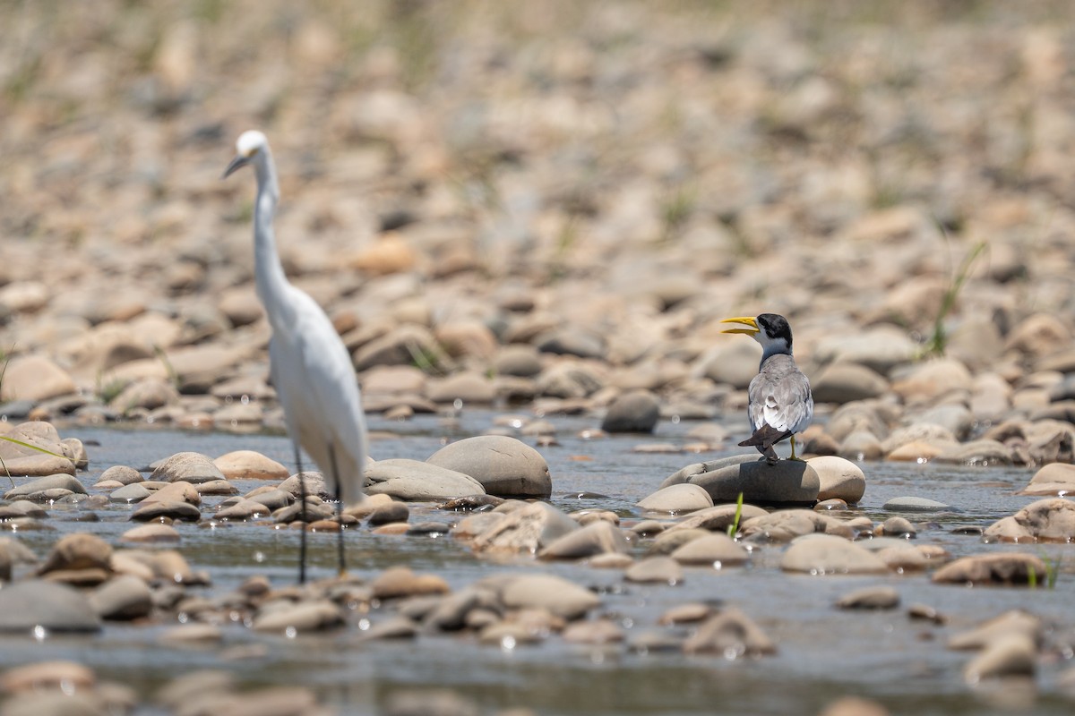 Large-billed Tern - ML644170628