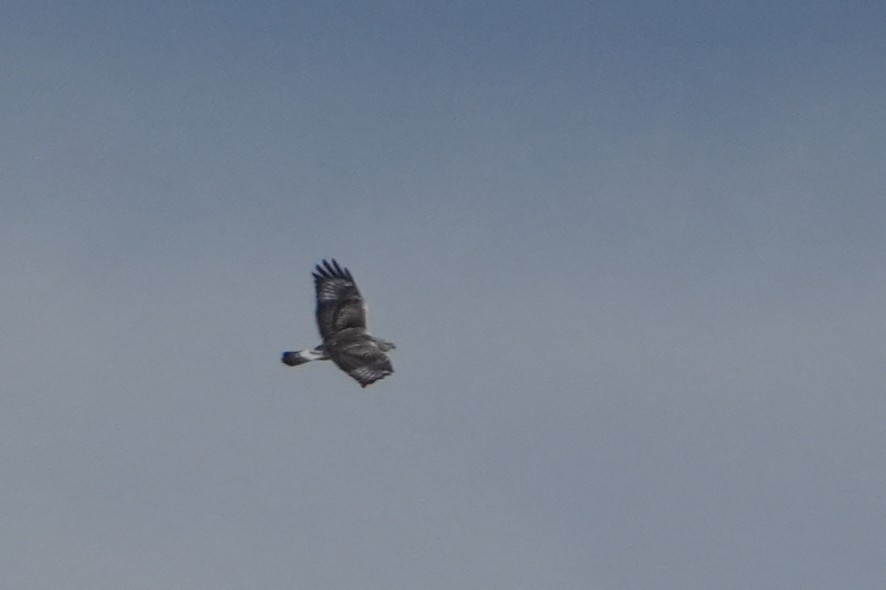 Buse pattue - ML644170632