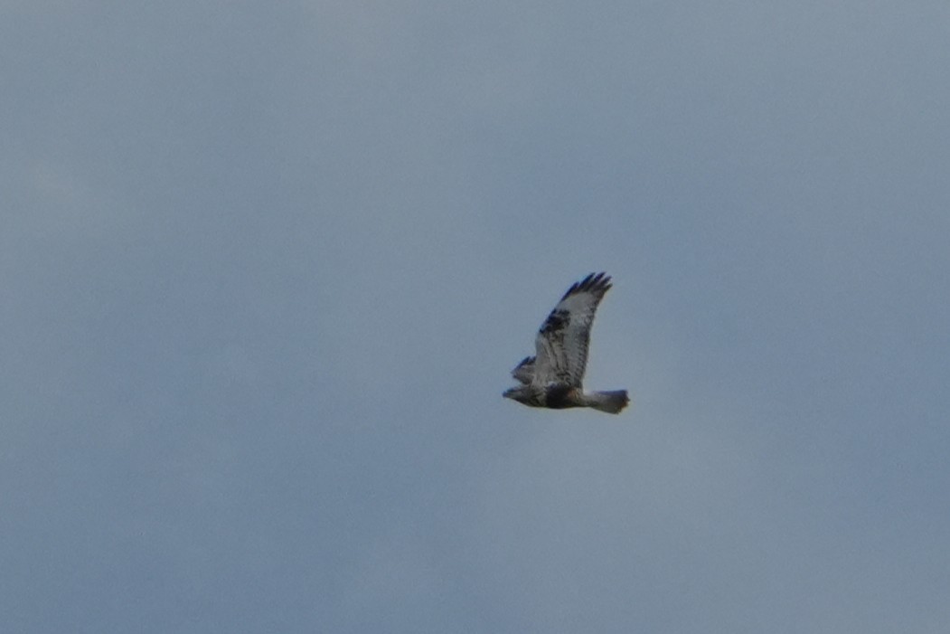 Buse pattue - ML644170634