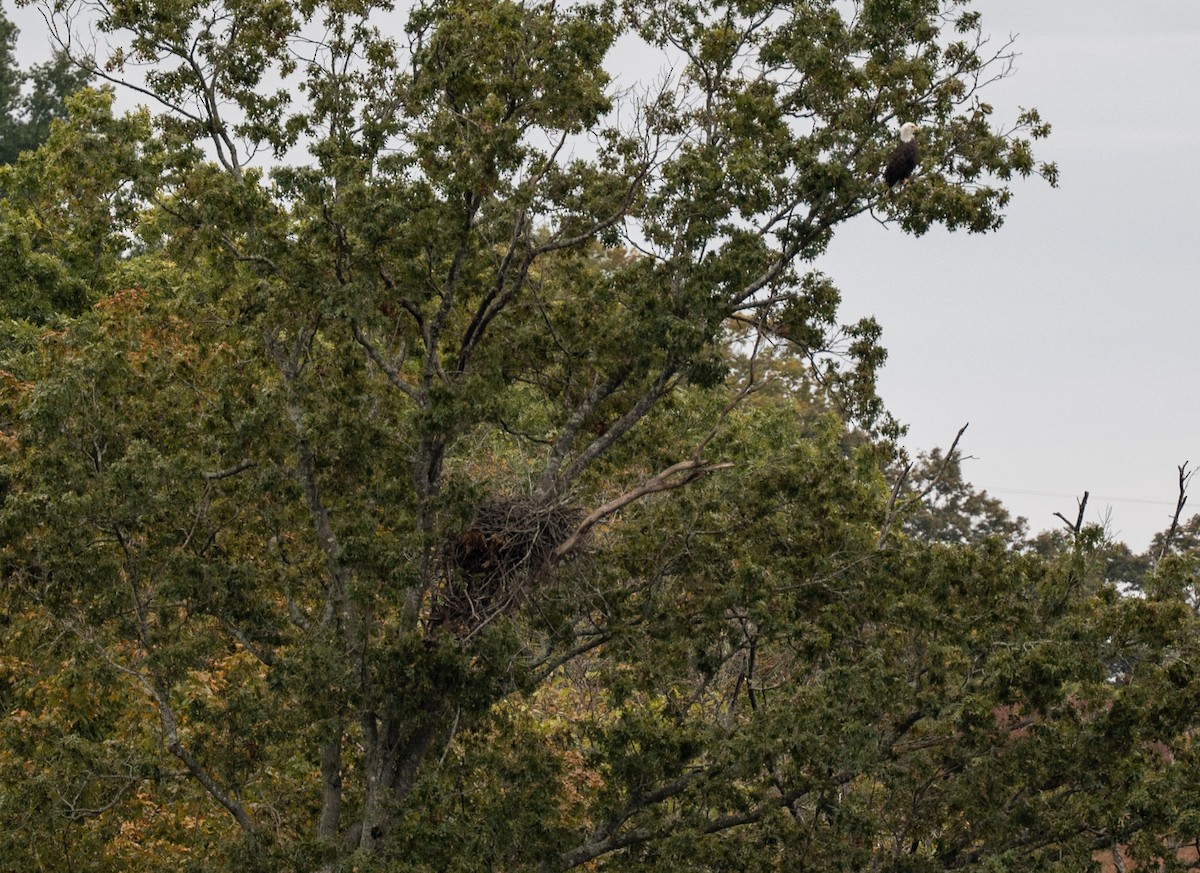 Itsas arrano buruzuria - ML644170656