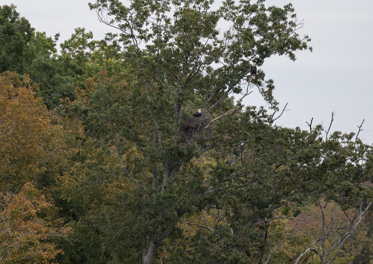 Itsas arrano buruzuria - ML644170657