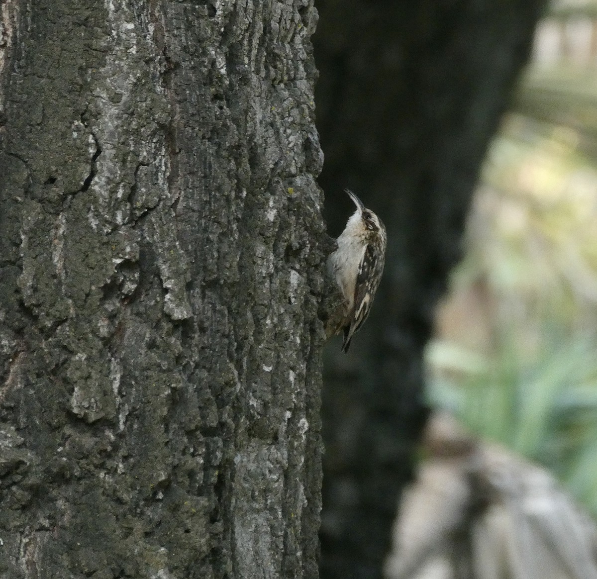 Brown Creeper - ML644170664