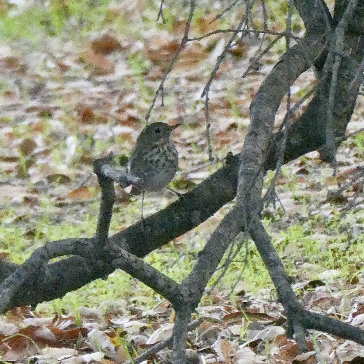 Hermit Thrush - ML644170684