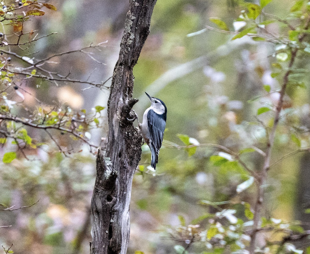 White-breasted Nuthatch - ML644170689