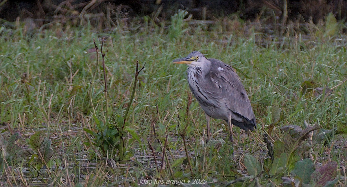 アオサギ - ML644170693