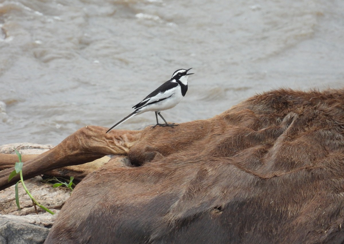 African Pied Wagtail - ML644170695