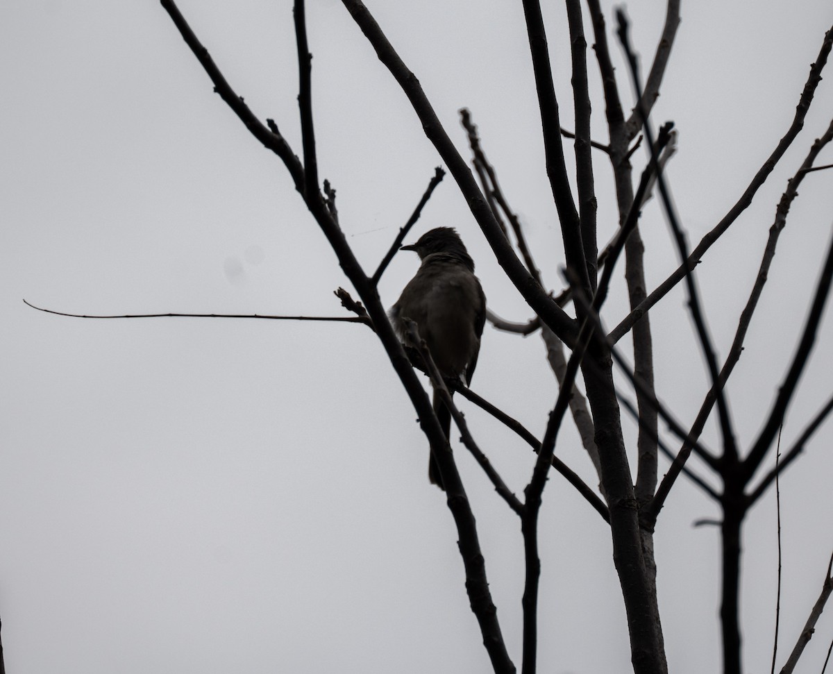Northern Mockingbird - ML644170704