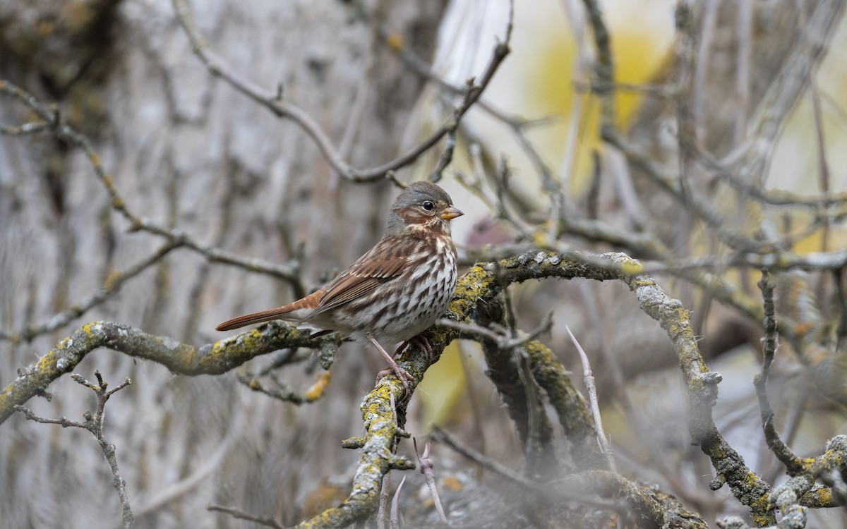 ゴマフスズメ - ML644170705