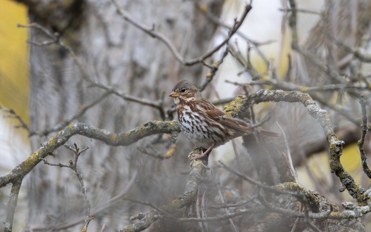 ゴマフスズメ - ML644170706