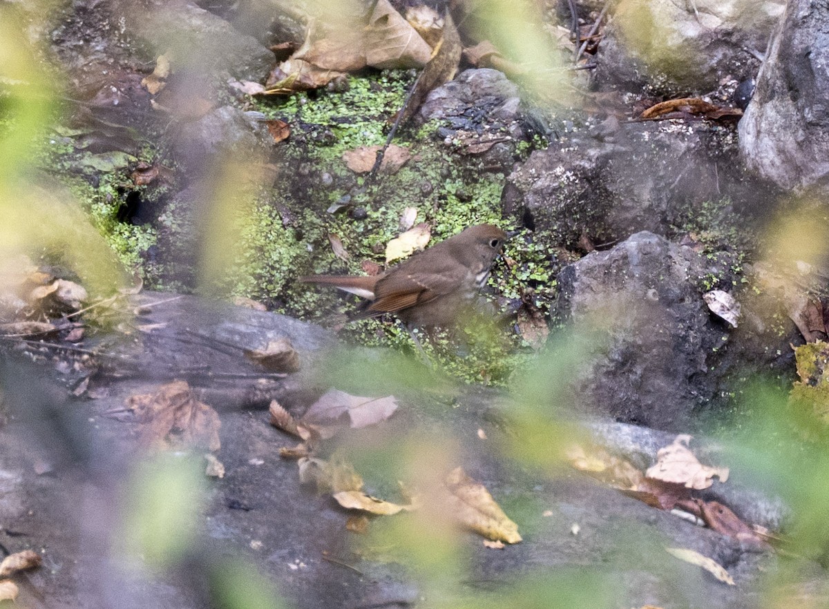 Hermit Thrush - ML644170727