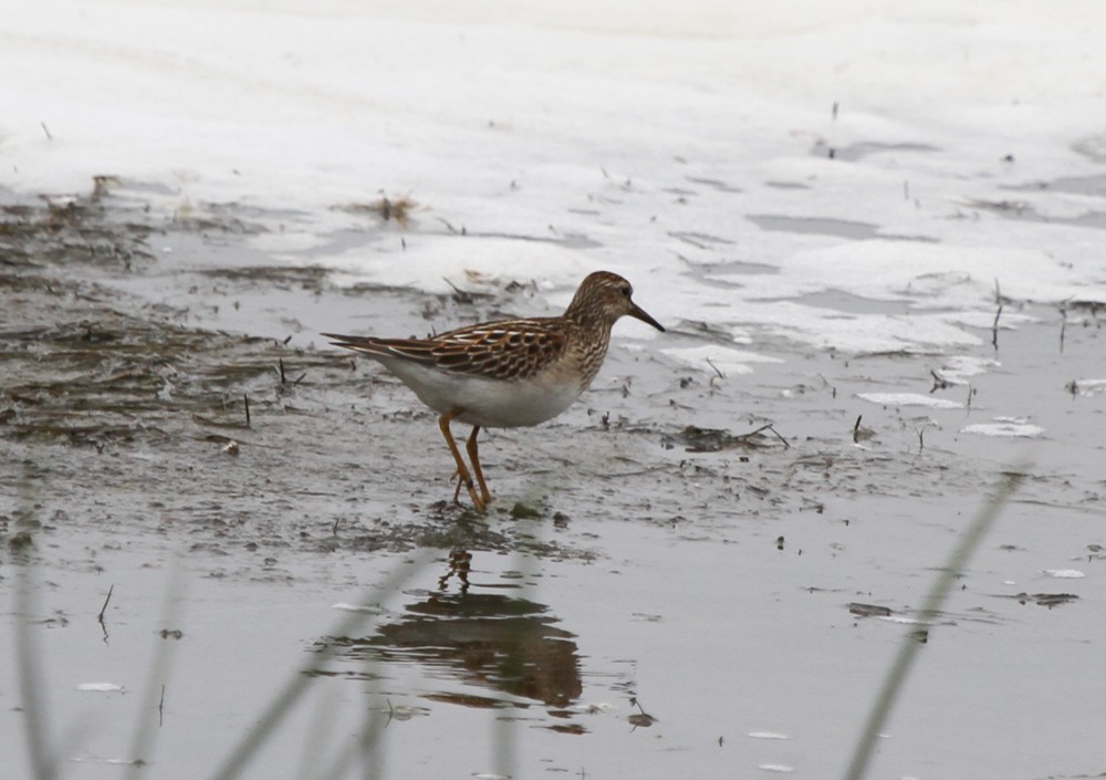 Animals - ML644170741