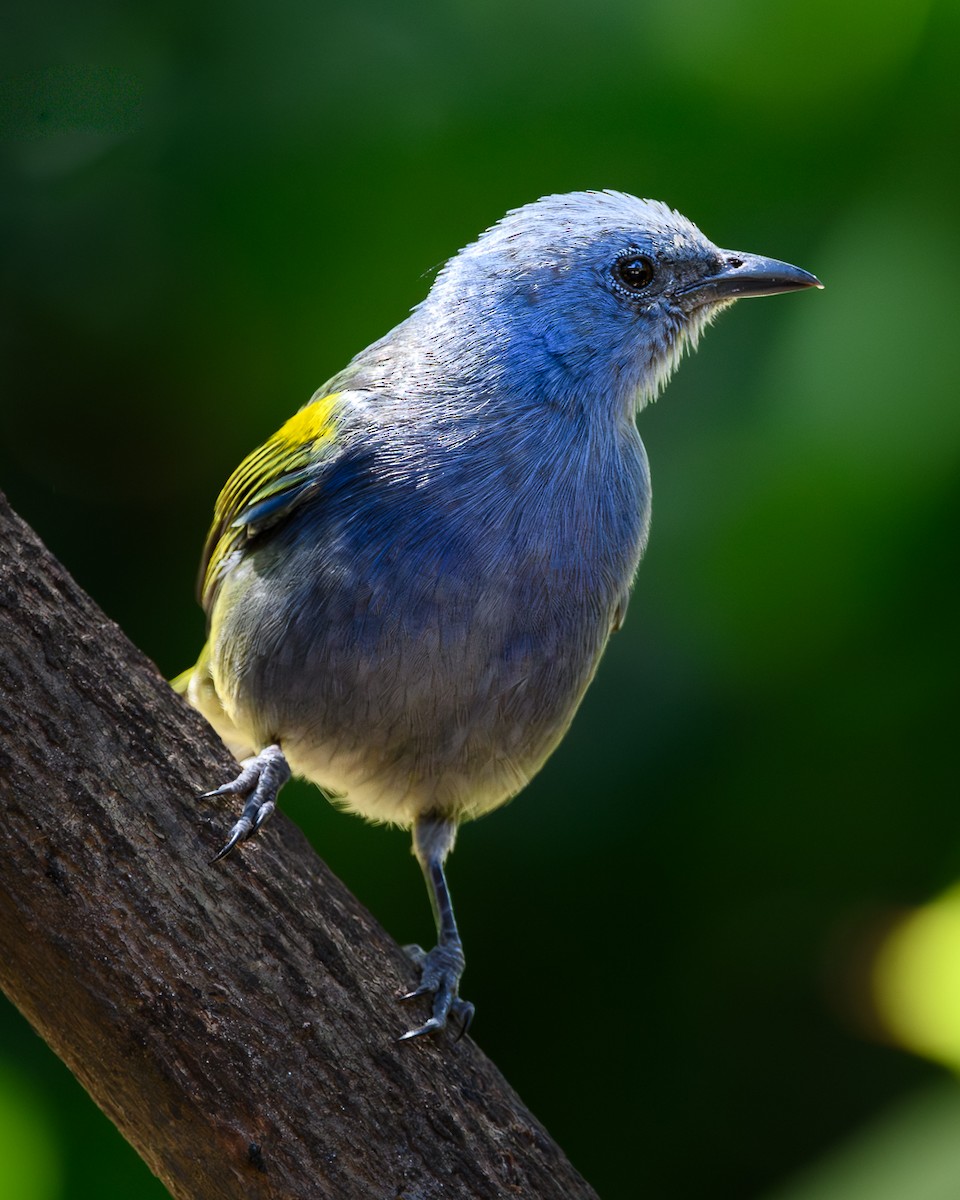 Golden-chevroned Tanager - ML644170746