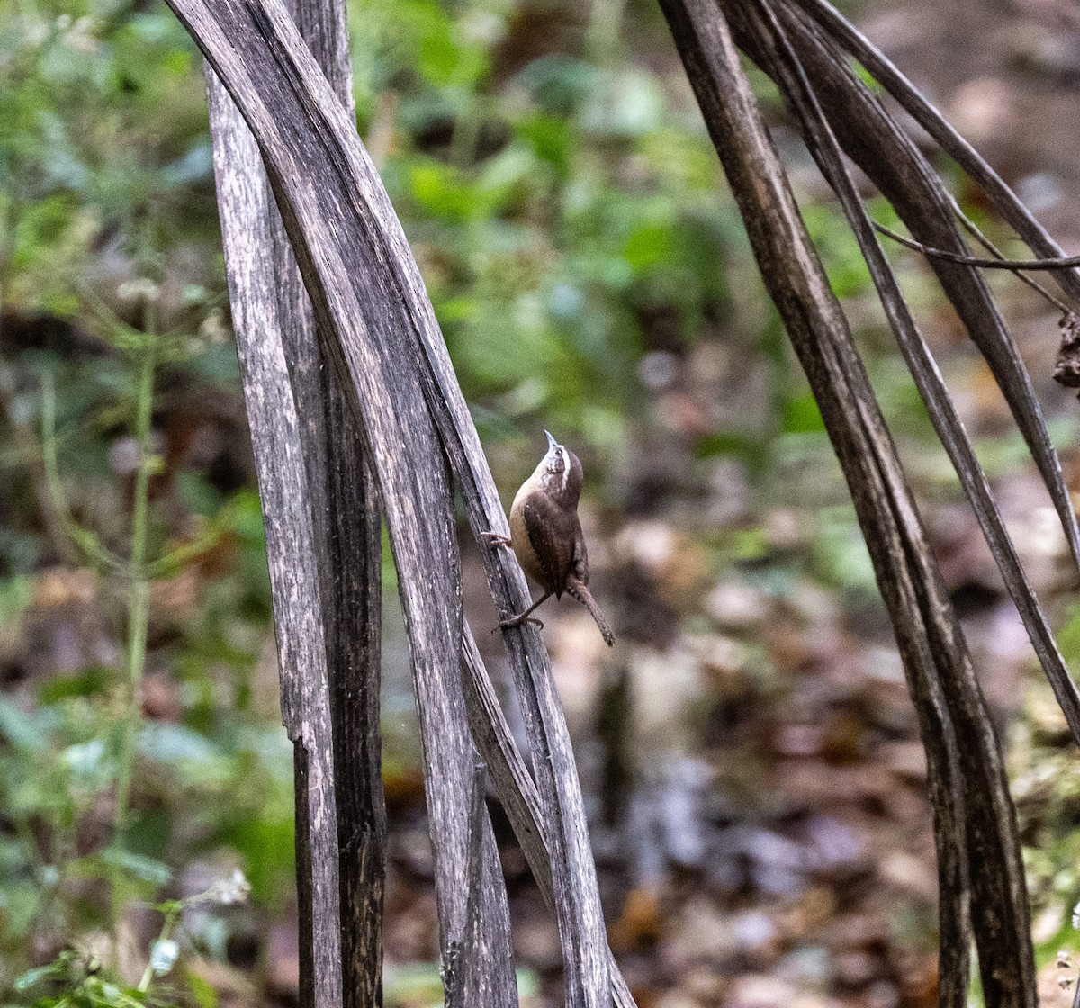 Carolina Wren - ML644170754