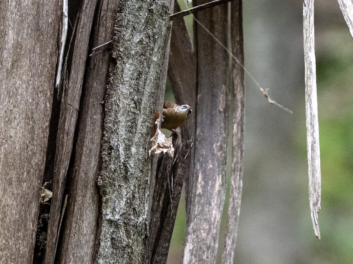Carolina Wren - ML644170755
