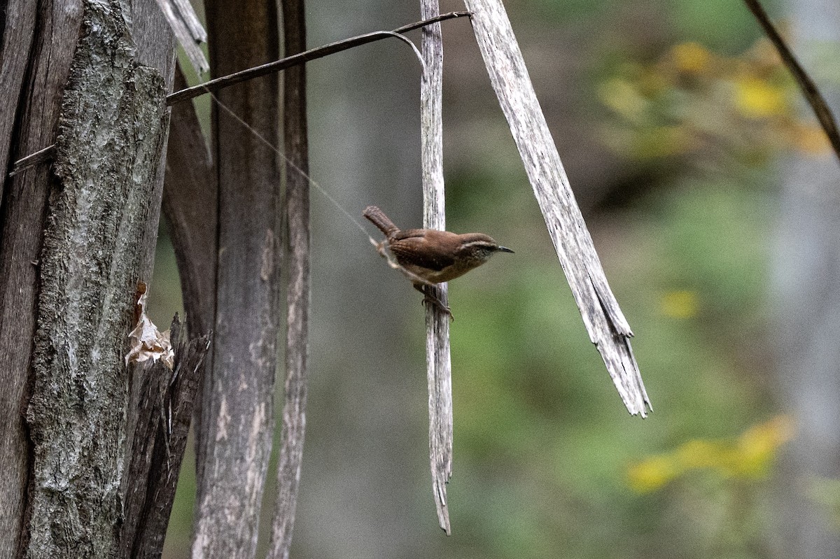 Carolina Wren - ML644170756