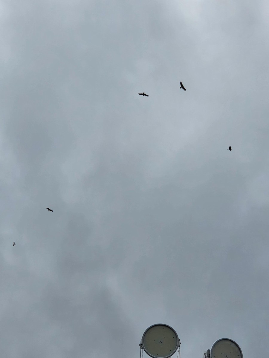 luňák hnědý (ssp. lineatus/formosanus) - ML644170757