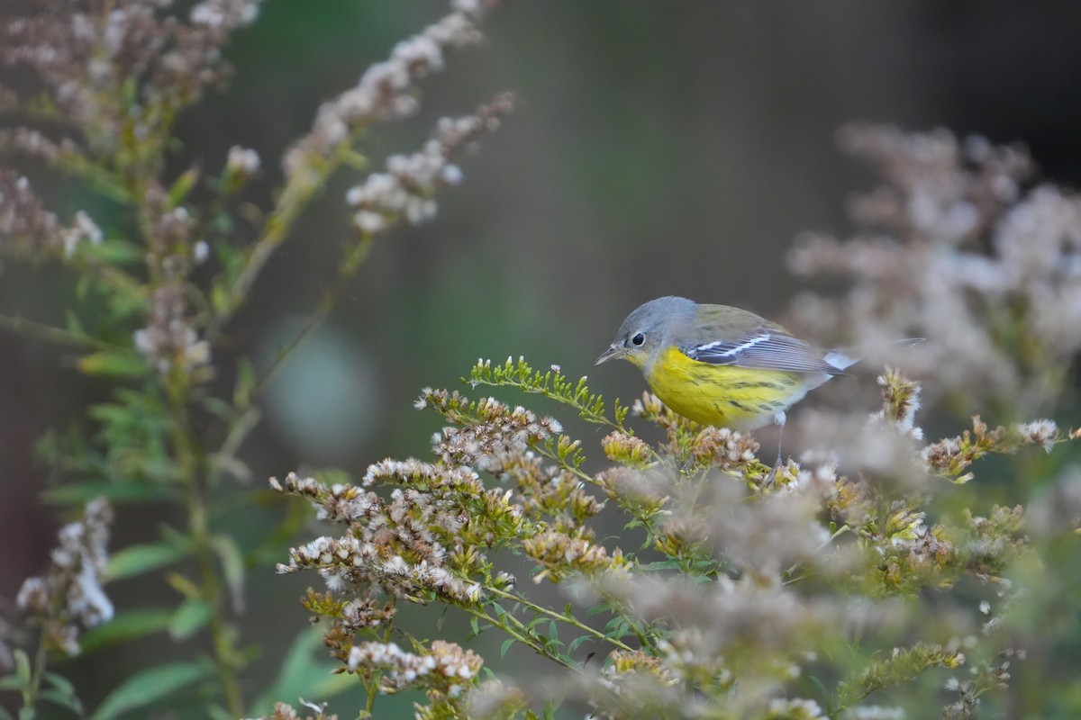 Magnolia Warbler - ML644170763