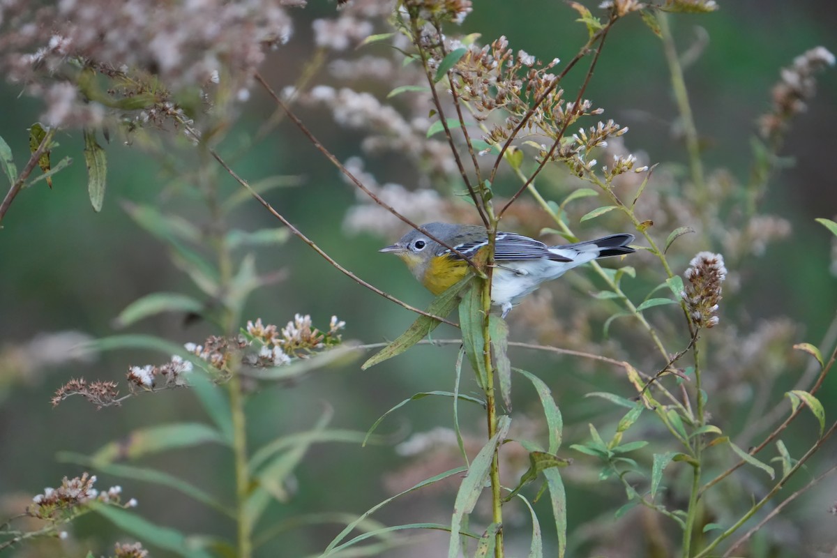 Magnolia Warbler - ML644170764