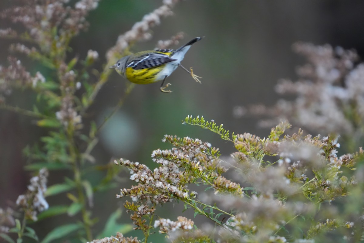 Magnolia Warbler - ML644170765