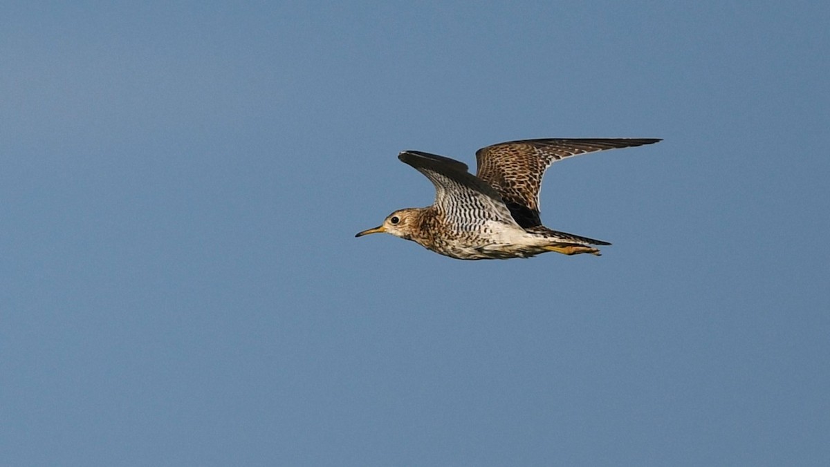 Upland Sandpiper - ML644170772