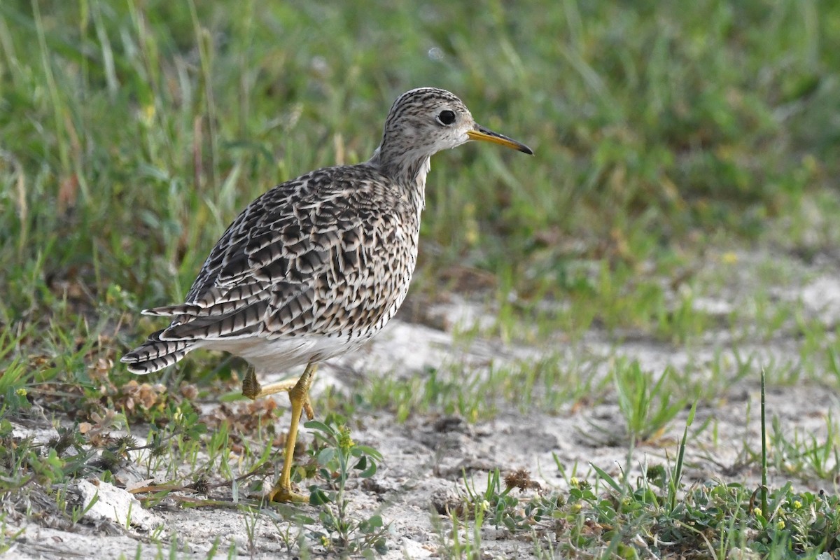 Upland Sandpiper - ML644170773