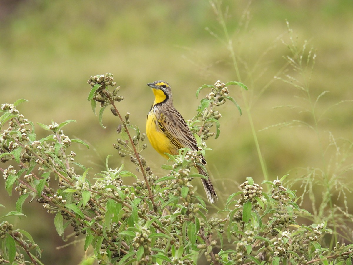 gulstrupepiplerke - ML644170790