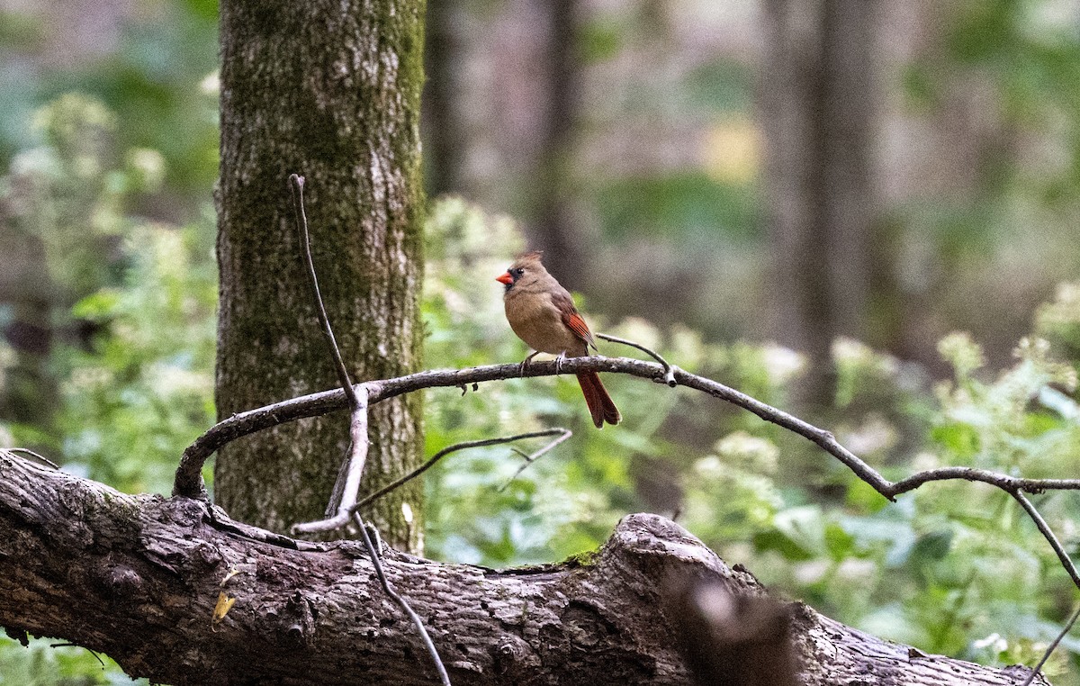 Kardinal arrunta - ML644170792