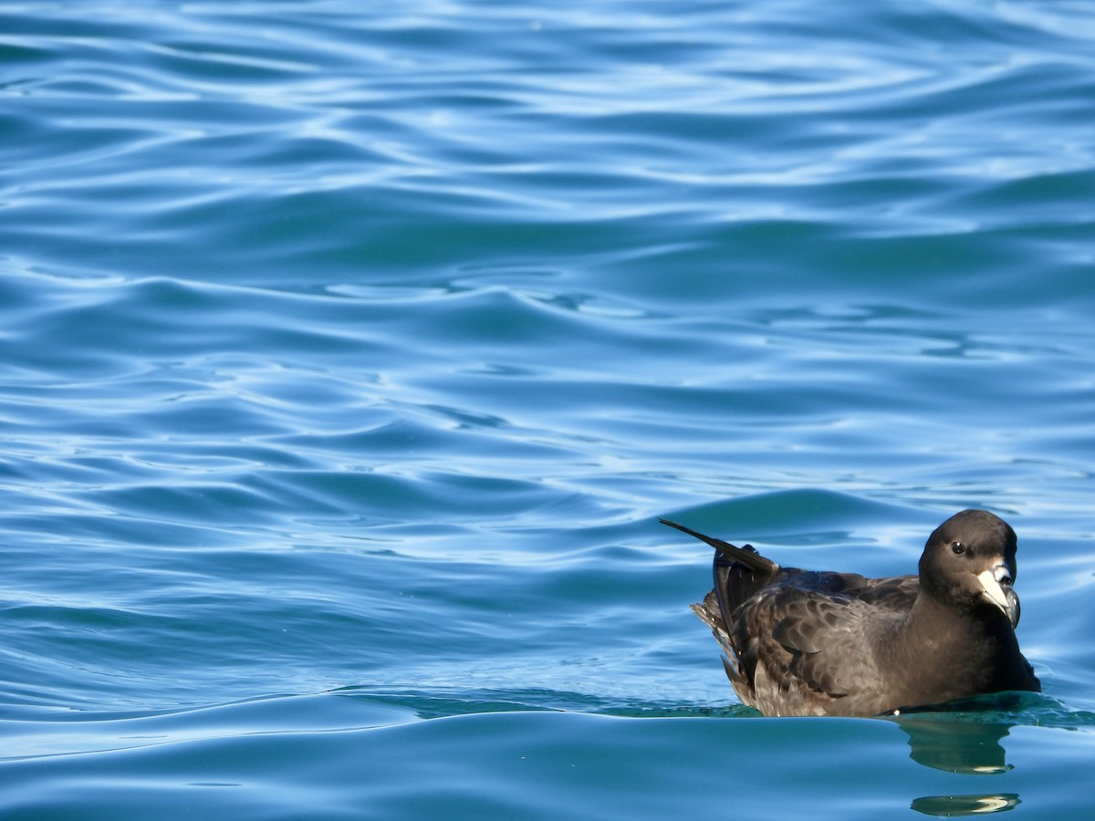 ウエストランドクロミズナギドリ - ML644170793