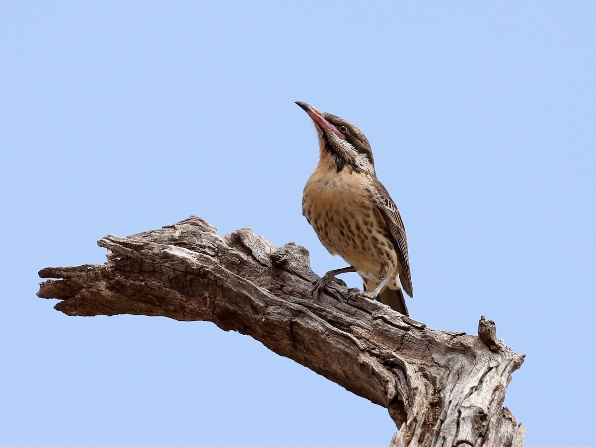 medosavka modrooká - ML644170803