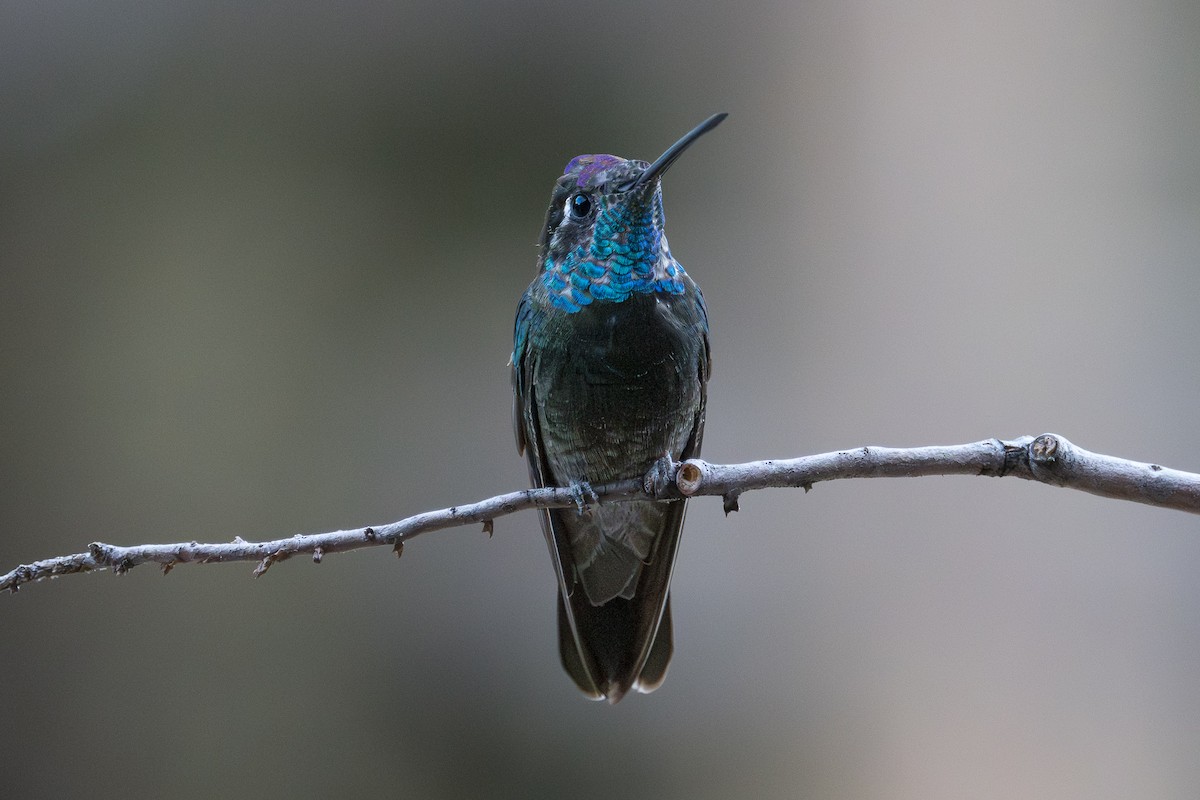 purpurissekolibri - ML644170812