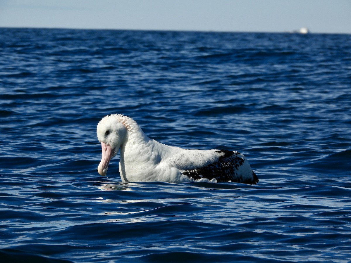 antipodealbatross (gibsoni) - ML644170832