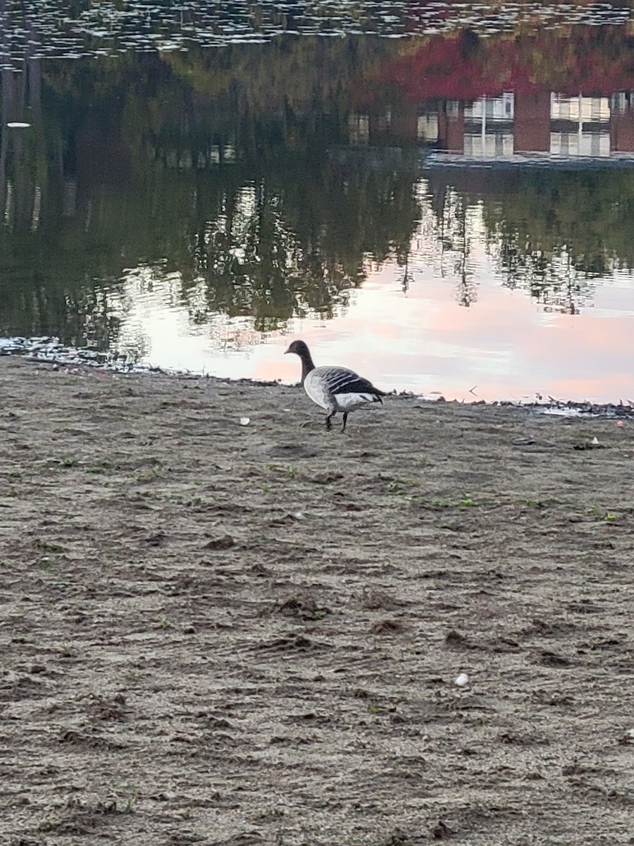 Хар толгойт галуу - ML644170833