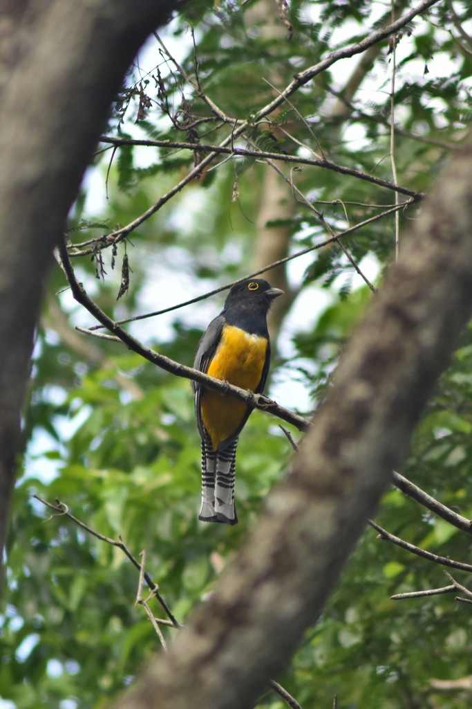 Mor Trogon - ML644170856