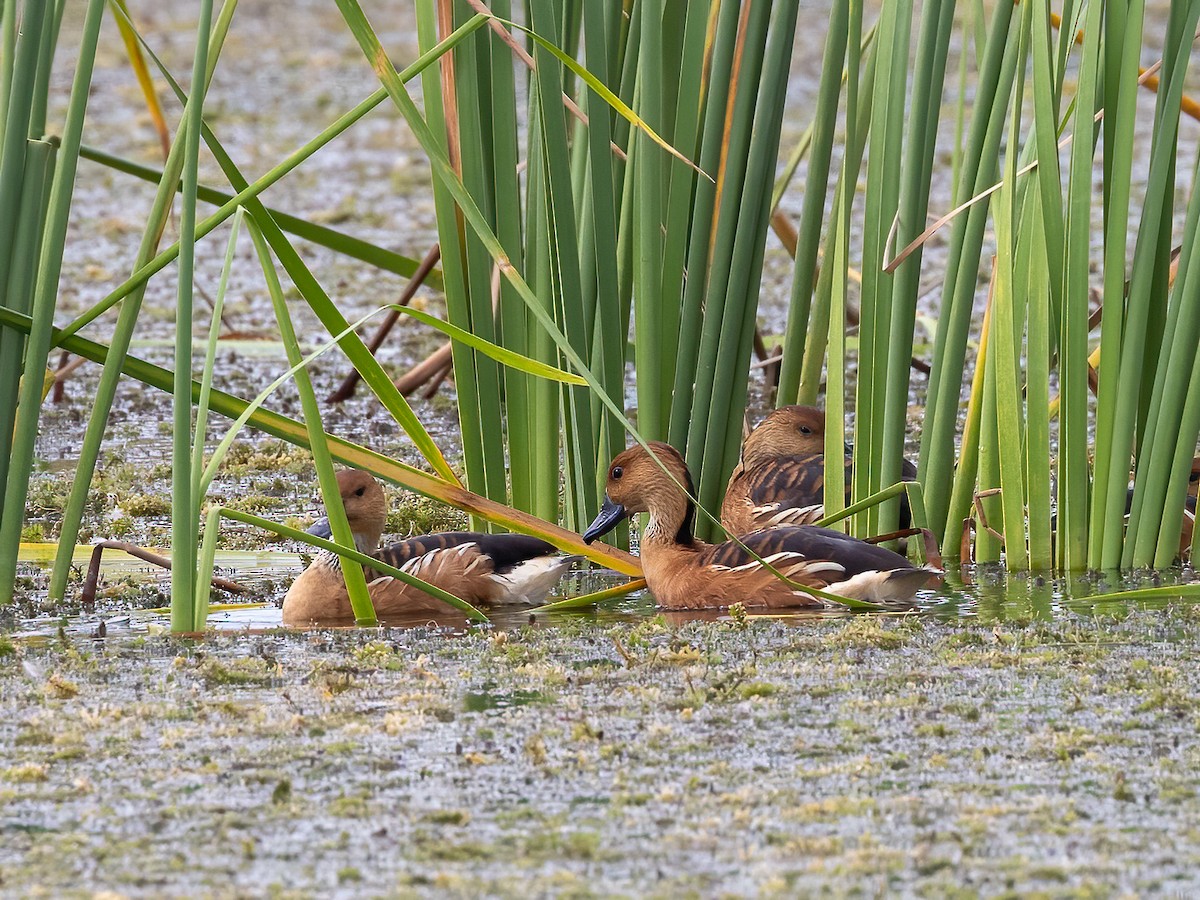 Suirirí Bicolor - ML644170857