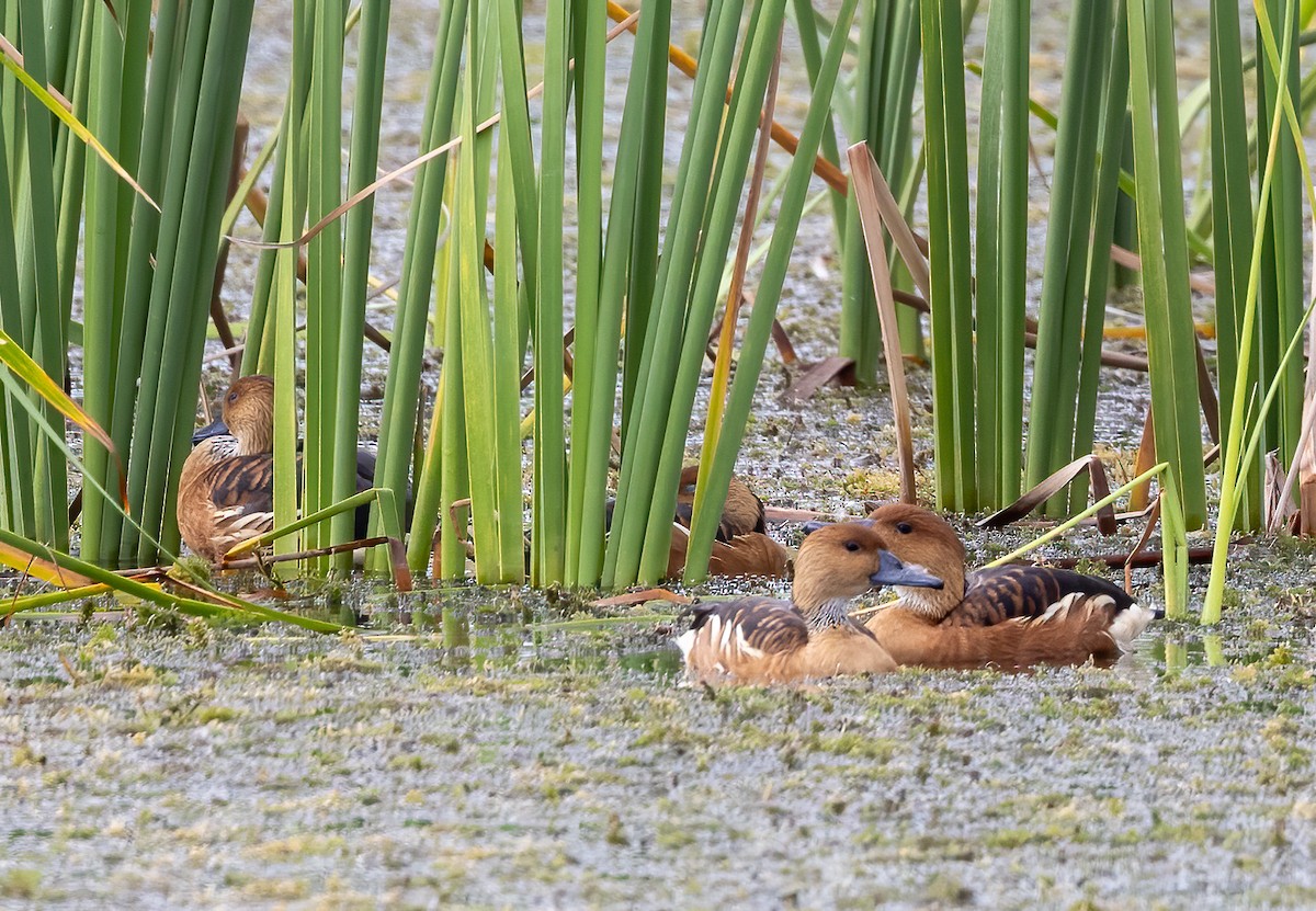 Suirirí Bicolor - ML644170859