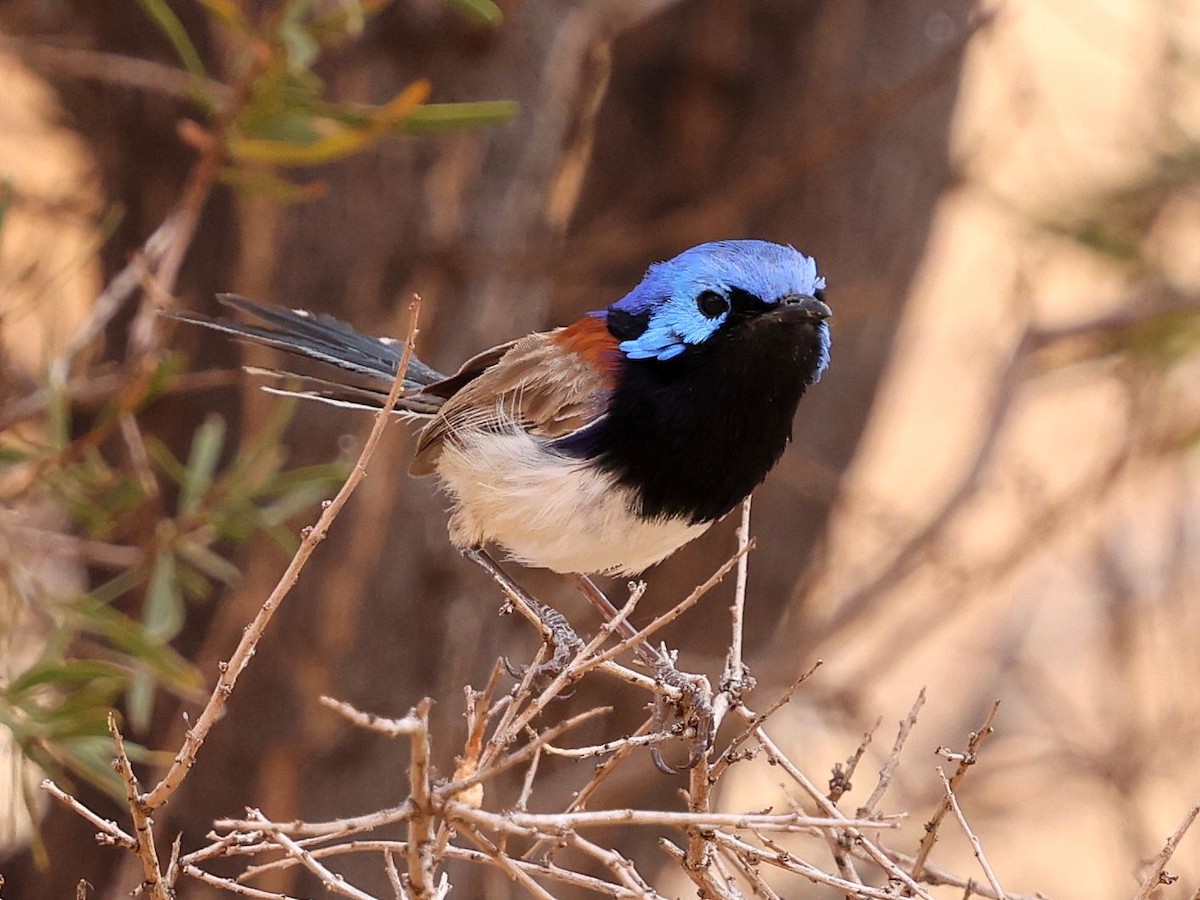 modropláštník fialovohřbetý - ML644170870