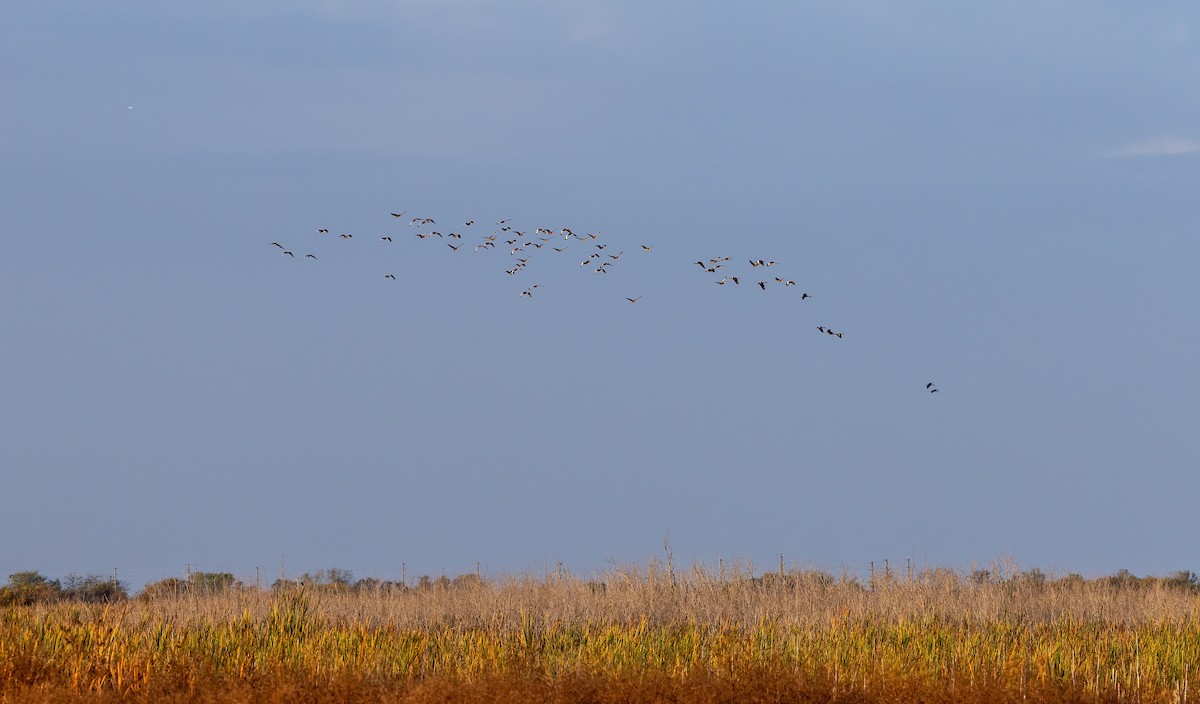Suirirí Piquirrojo - ML644170873