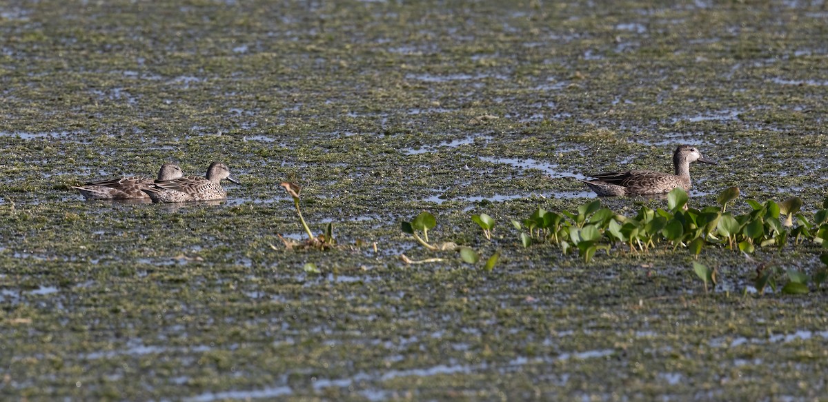 Cerceta Aliazul - ML644170884