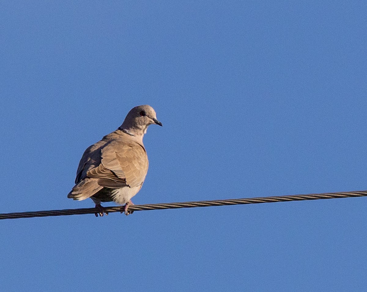 Tórtola Turca - ML644170899