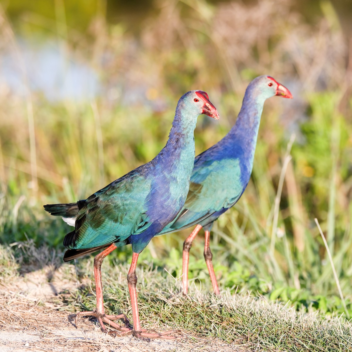 Calamón Cabecigrís - ML644170911