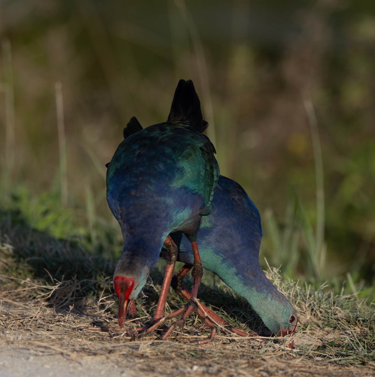 Calamón Cabecigrís - ML644170912