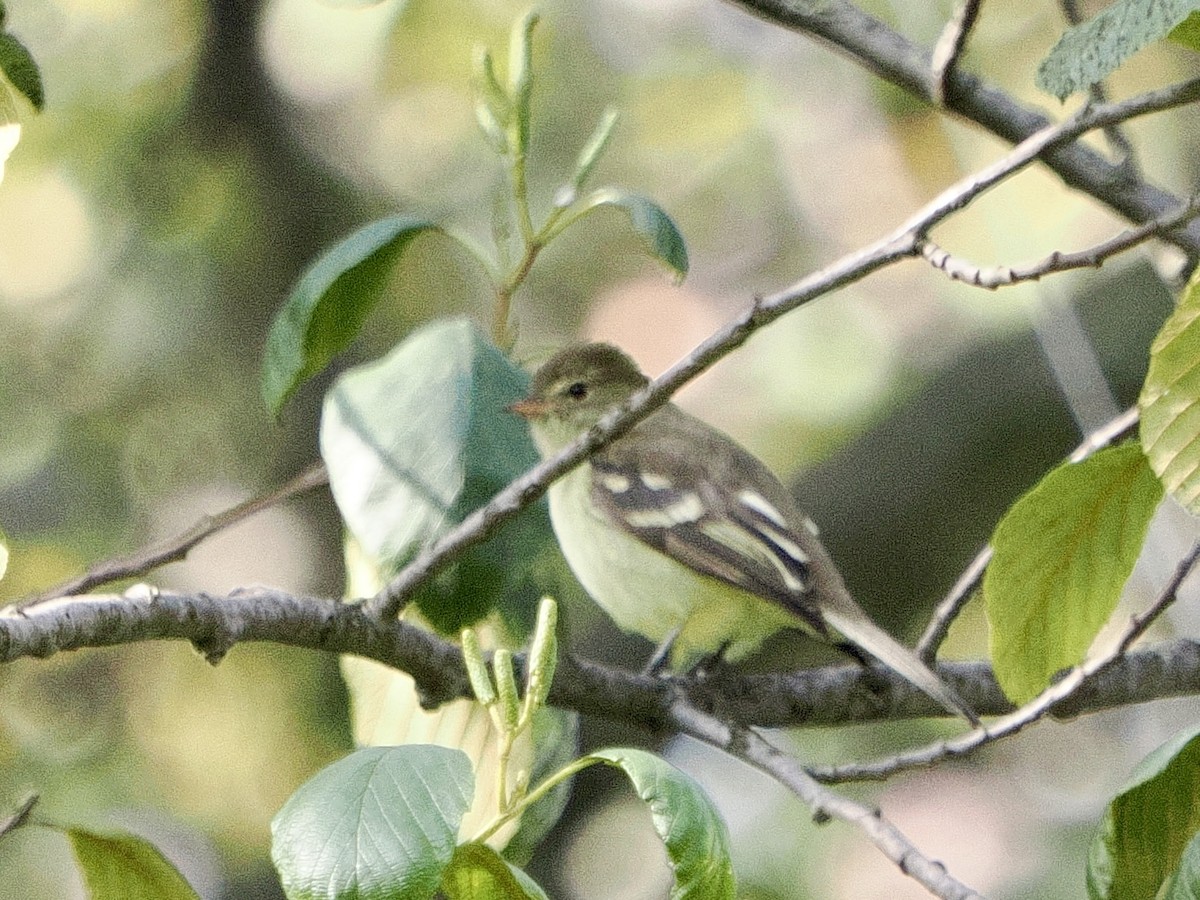 Mountain Elaenia - ML644170916