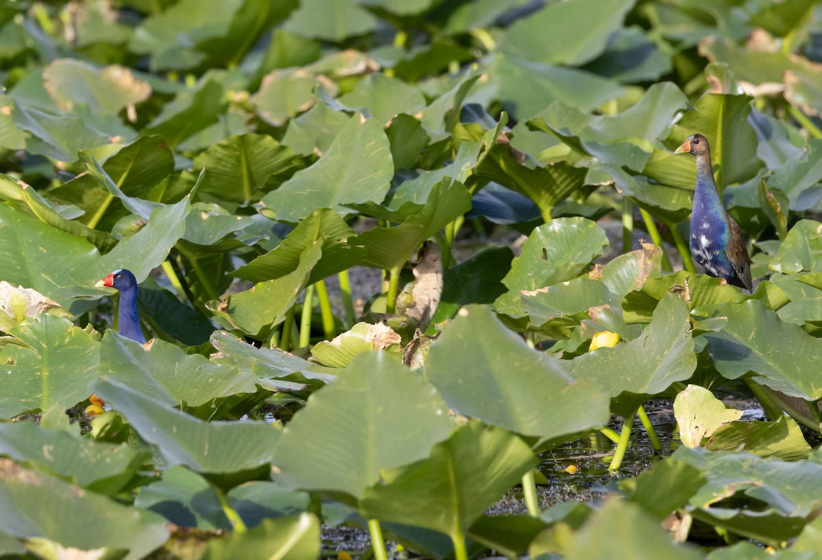 Uroilo urdin amerikarra - ML644170919