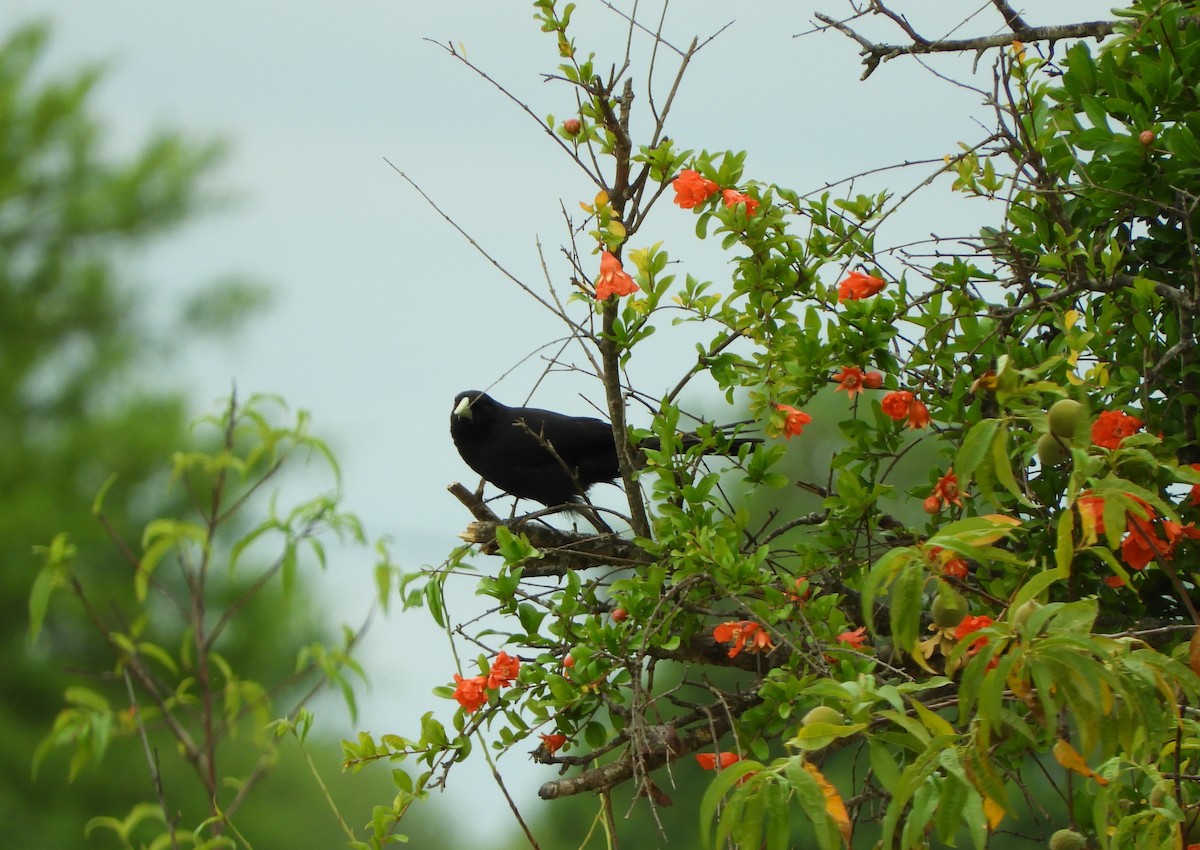 Solitary Black Cacique - ML644170923