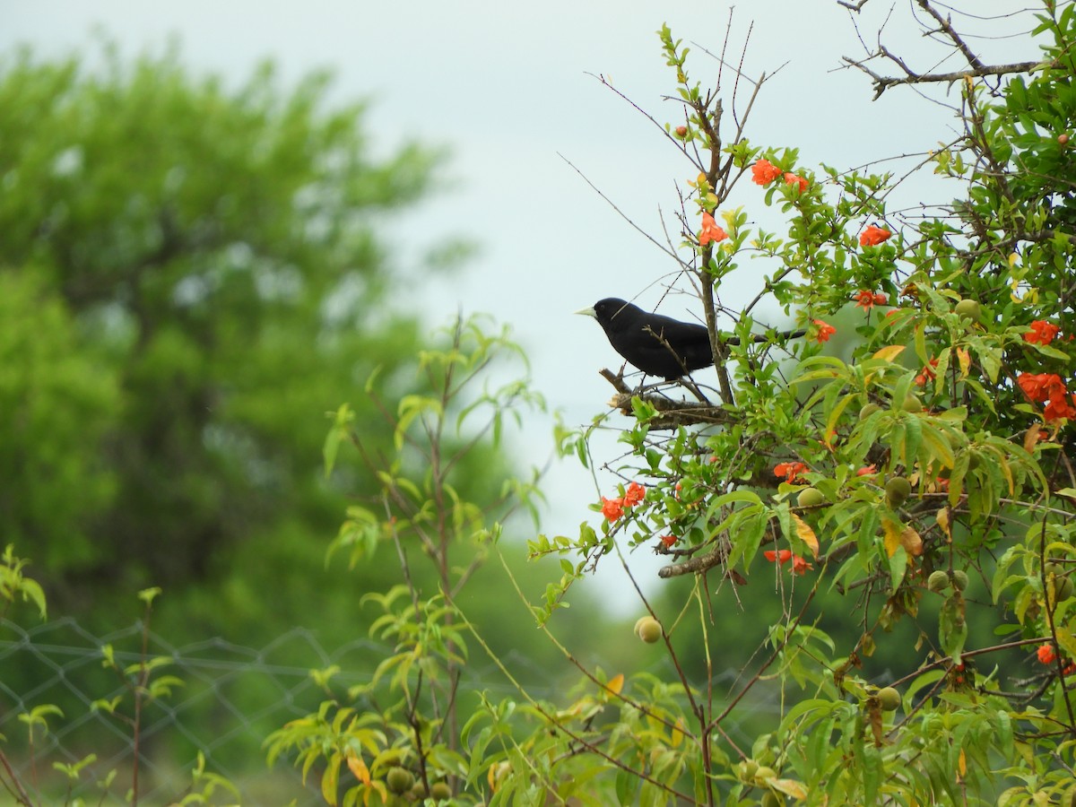 Solitary Black Cacique - ML644170926