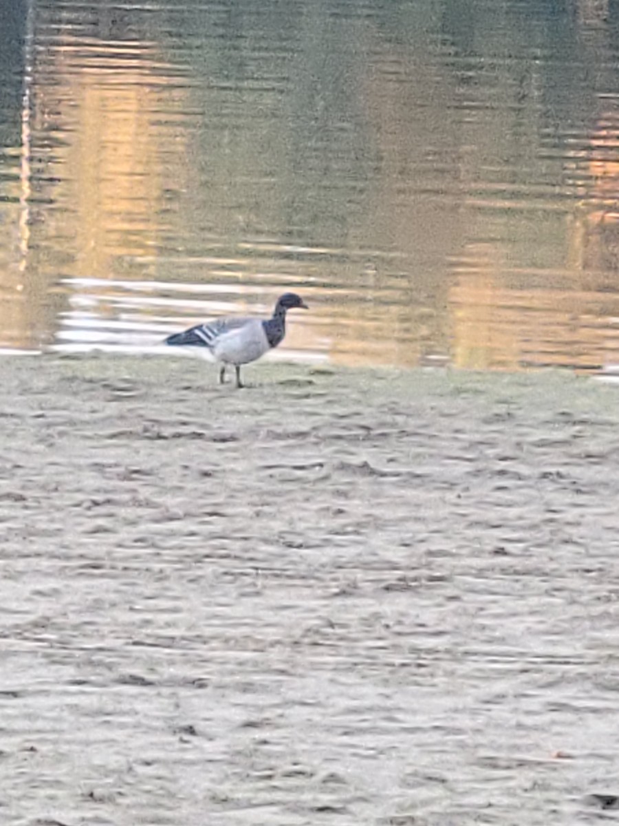 Хар толгойт галуу - ML644170927